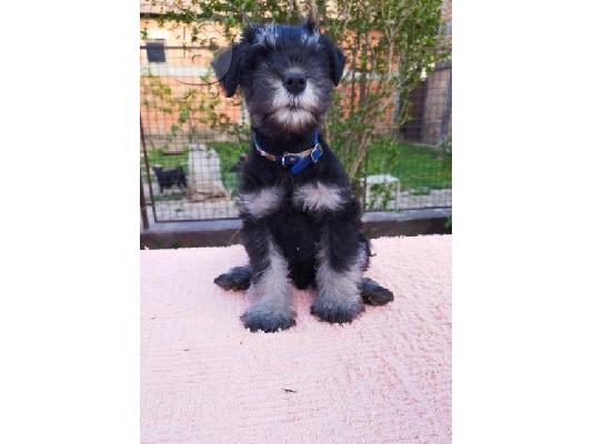 Μικροσκοπικά κουτάβια Schnauzer